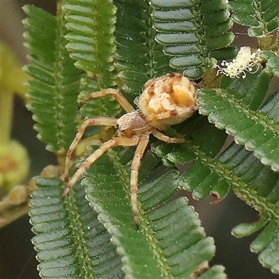 Unidentified Spider (Araneae) at Gundaroo, NSW - 10 Nov 2024 by ConBoekel