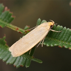 Telocharacta (genus) (A Concealer moth (Philobota Group)) at Gundaroo, NSW - 10 Nov 2024 by ConBoekel