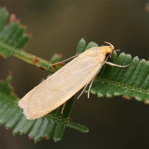 Telocharacta (genus) at Gundaroo, NSW - 11 Nov 2024