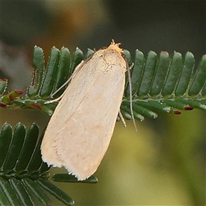 Telocharacta (genus) at Gundaroo, NSW - 11 Nov 2024