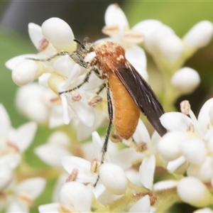 Bibio imitator (Garden maggot) at Hawker, ACT by AlisonMilton