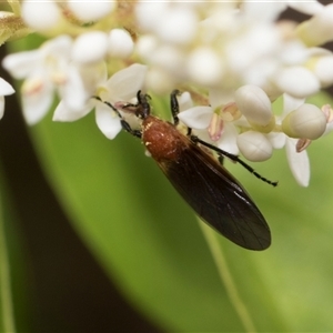 Bibio imitator at Hawker, ACT - 13 Nov 2024 08:33 AM