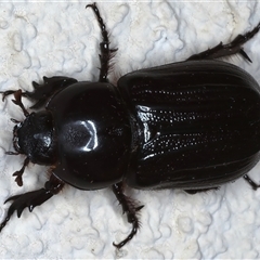 Semanopterus sp. (Scarab beetle) at Ainslie, ACT - 12 Nov 2024 by jb2602