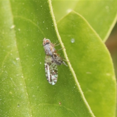 Austrotephritis poenia (Australian Fruit Fly) at Hawker, ACT - 13 Nov 2024 by AlisonMilton