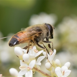 Eristalis tenax at Hawker, ACT - 13 Nov 2024