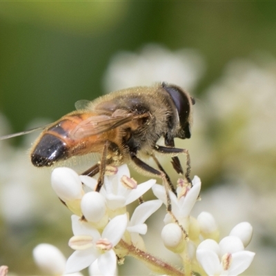 Eristalis tenax (Drone fly) at Hawker, ACT - 12 Nov 2024 by AlisonMilton