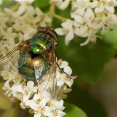 Rutilia sp. (genus) (A Rutilia bristle fly, subgenus unknown) at Hawker, ACT - 13 Nov 2024 by AlisonMilton