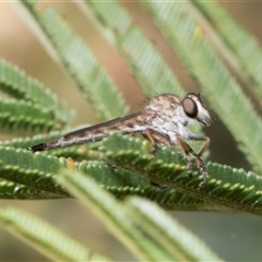 Cerdistus sp. (genus) (Slender Robber Fly) at Hawker, ACT - 12 Nov 2024 by AlisonMilton