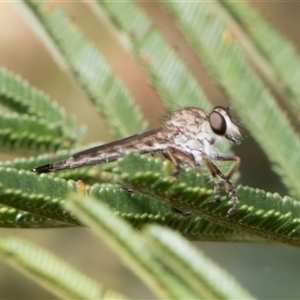 Cerdistus sp. (genus) at Hawker, ACT - 13 Nov 2024