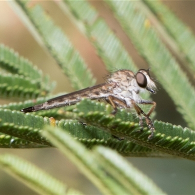 Cerdistus sp. (genus) (Slender Robber Fly) at Hawker, ACT - 12 Nov 2024 by AlisonMilton