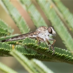 Cerdistus sp. (genus) at Hawker, ACT - 13 Nov 2024