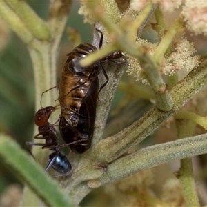 Jalmenus ictinus at Hawker, ACT - 13 Nov 2024