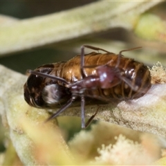 Jalmenus ictinus at Hawker, ACT - 13 Nov 2024