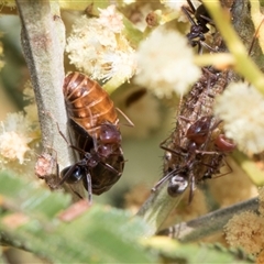 Jalmenus ictinus at Hawker, ACT - 13 Nov 2024