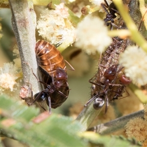 Jalmenus ictinus at Hawker, ACT - 13 Nov 2024