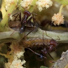 Jalmenus ictinus at Hawker, ACT - 13 Nov 2024