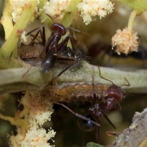 Jalmenus ictinus at Hawker, ACT - 13 Nov 2024