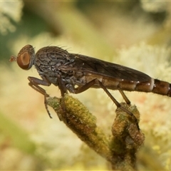 Therevidae (family) (Unidentified stiletto fly) at Hawker, ACT - 13 Nov 2024 by AlisonMilton