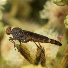 Therevidae (family) at Hawker, ACT - 13 Nov 2024 08:07 AM