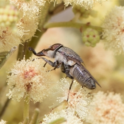 Stomorhina subapicalis (A snout fly) at Hawker, ACT - 12 Nov 2024 by AlisonMilton