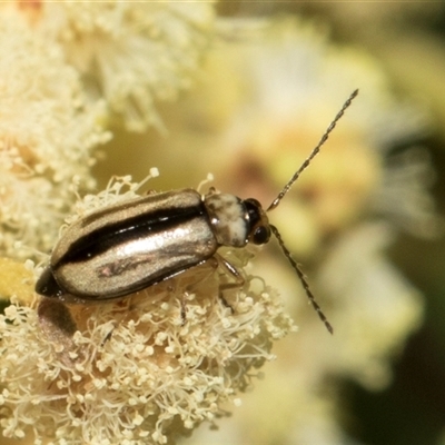 Monolepta froggatti (Leaf beetle) at Hawker, ACT - 13 Nov 2024 by AlisonMilton