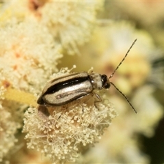 Monolepta froggatti at Hawker, ACT - 13 Nov 2024 08:02 AM