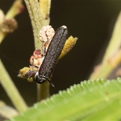 Rhinotia sp. (genus) (Unidentified Rhinotia weevil) at Hawker, ACT - 12 Nov 2024 by AlisonMilton