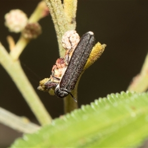 Rhinotia sp. (genus) at Hawker, ACT - 13 Nov 2024