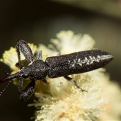 Rhinotia sparsa (A belid weevil) at Hawker, ACT - 12 Nov 2024 by AlisonMilton