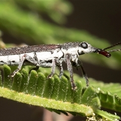 Rhinotia sparsa at Hawker, ACT - 13 Nov 2024