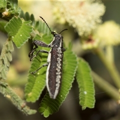 Rhinotia sparsa at Hawker, ACT - 13 Nov 2024