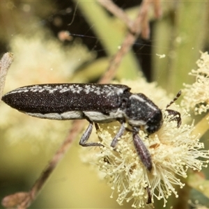 Rhinotia sparsa at Hawker, ACT - 13 Nov 2024