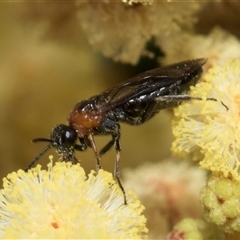 Unidentified Wasp (Hymenoptera, Apocrita) at Hawker, ACT - 12 Nov 2024 by AlisonMilton