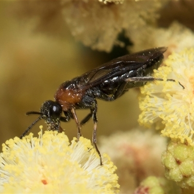 Unidentified Wasp (Hymenoptera, Apocrita) at Hawker, ACT - 12 Nov 2024 by AlisonMilton