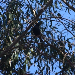 Sturnus vulgaris at Richmond, TAS - 12 Nov 2024 08:24 AM