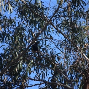 Sturnus vulgaris at Richmond, TAS - 12 Nov 2024