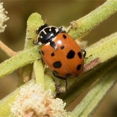 Hippodamia variegata (Spotted Amber Ladybird) at Hawker, ACT - 13 Nov 2024 by AlisonMilton