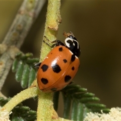 Hippodamia variegata at Hawker, ACT - 13 Nov 2024 07:58 AM