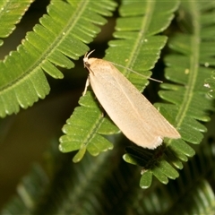 Telocharacta (genus) (A Concealer moth (Philobota Group)) at Hawker, ACT - 12 Nov 2024 by AlisonMilton