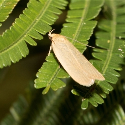 Telocharacta (genus) (A Concealer moth (Philobota Group)) at Hawker, ACT - 12 Nov 2024 by AlisonMilton