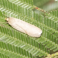 Telocharacta (genus) at Hawker, ACT - 13 Nov 2024