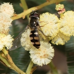 Melangyna viridiceps (Hover fly) at Hawker, ACT - 12 Nov 2024 by AlisonMilton