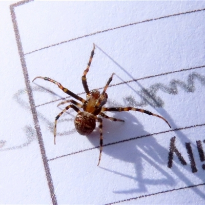 Araneus albotriangulus by glbn1