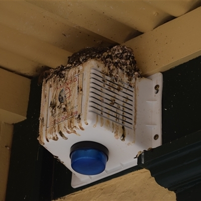 Hirundo neoxena (Welcome Swallow) at Richmond, TAS - 12 Nov 2024 by LyndalT