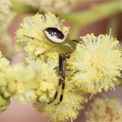 Australomisidia pilula (Lozenge-shaped Flower Spider) at Hawker, ACT - 13 Nov 2024 by AlisonMilton