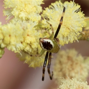 Australomisidia pilula at Hawker, ACT - 13 Nov 2024