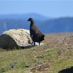 Tribonyx mortierii (Tasmanian Nativehen) at Maria Island, TAS - 10 Nov 2024 by LyndalT