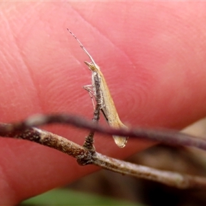 Plutella (genus) at Taylors Flat, NSW - suppressed