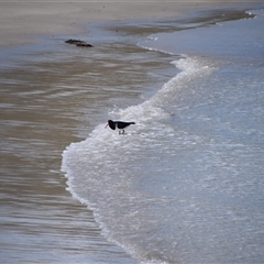 Haematopus longirostris (Australian Pied Oystercatcher) at Maria Island, TAS - 10 Nov 2024 by LyndalT