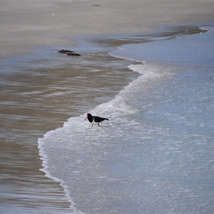 Haematopus longirostris at Maria Island, TAS - suppressed